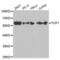 TCP-1 antibody, abx001593, Abbexa, Western Blot image 