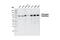 GYS antibody, 3886S, Cell Signaling Technology, Western Blot image 