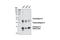 Cathepsin D antibody, 2284S, Cell Signaling Technology, Western Blot image 