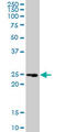 TNF Receptor Superfamily Member 18 antibody, LS-B6398, Lifespan Biosciences, Western Blot image 