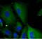 Serum amyloid A-2 protein antibody, FNab07573, FineTest, Immunofluorescence image 
