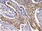 Actinin Alpha 3 (Gene/Pseudogene) antibody, PA5-78720, Invitrogen Antibodies, Immunohistochemistry frozen image 