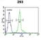 Intraflagellar Transport 172 antibody, abx032502, Abbexa, Western Blot image 