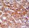 Cytochrome P450 Family 1 Subfamily A Member 2 antibody, LS-C167208, Lifespan Biosciences, Immunohistochemistry paraffin image 