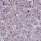 WBP-1 antibody, HPA057067, Atlas Antibodies, Immunohistochemistry paraffin image 