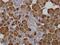 Amylase Alpha 1C (Salivary) antibody, MCA2928Z, Bio-Rad (formerly AbD Serotec) , Immunohistochemistry paraffin image 