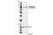 Tumor Protein P63 antibody, 4981S, Cell Signaling Technology, Western Blot image 