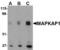 MAPK Associated Protein 1 antibody, TA306408, Origene, Western Blot image 
