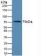 Anti-Mullerian Hormone antibody, abx102092, Abbexa, Western Blot image 