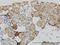 IQ Motif Containing GTPase Activating Protein 1 antibody, LS-C133580, Lifespan Biosciences, Immunohistochemistry paraffin image 