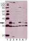 Caspase 3 antibody, 11024-200, QED Bioscience, Western Blot image 