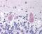 Huntingtin antibody, 49-415, ProSci, Immunohistochemistry frozen image 