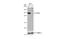 Electron Transfer Flavoprotein Subunit Alpha antibody, NBP2-16383, Novus Biologicals, Western Blot image 