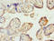 Solute Carrier Family 22 Member 11 antibody, LS-C676502, Lifespan Biosciences, Immunohistochemistry paraffin image 