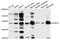 Interferon Lambda Receptor 1 antibody, abx136000, Abbexa, Western Blot image 