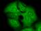 Potassium Voltage-Gated Channel Subfamily C Member 4 antibody, SMC-335D-FITC, StressMarq, Immunofluorescence image 