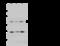 Thrombospondin Type 1 Domain Containing 1 antibody, 106293-T32, Sino Biological, Western Blot image 