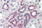 C1q And TNF Related 6 antibody, MBS240463, MyBioSource, Immunohistochemistry frozen image 