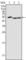 Protein Tyrosine Kinase 6 antibody, abx011745, Abbexa, Western Blot image 