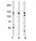 KGFR antibody, F50617-0.4ML, NSJ Bioreagents, Immunohistochemistry frozen image 