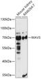Mitochondrial Antiviral Signaling Protein antibody, GTX32966, GeneTex, Western Blot image 