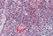 Wnt Family Member 5B antibody, MBS242290, MyBioSource, Immunohistochemistry frozen image 