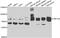 Zinc Finger Protein 544 antibody, abx006463, Abbexa, Western Blot image 