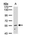 NUF2 Component Of NDC80 Kinetochore Complex antibody, orb69767, Biorbyt, Western Blot image 