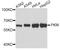 Pyruvate Kinase M1/2 antibody, abx125054, Abbexa, Western Blot image 