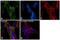 Protein Kinase AMP-Activated Catalytic Subunit Alpha 1 antibody, AHO1332, Invitrogen Antibodies, Immunofluorescence image 