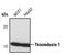 Thioredoxin antibody, PA5-17410, Invitrogen Antibodies, Western Blot image 