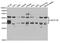 TNF Superfamily Member 13b antibody, STJ28421, St John