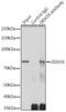 DEAD-Box Helicase 3 X-Linked antibody, GTX54030, GeneTex, Immunoprecipitation image 