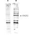 RAD52 Homolog, DNA Repair Protein antibody, orb345467, Biorbyt, Western Blot image 