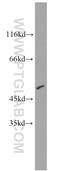 C-terminal-binding protein 2 antibody, 10346-1-AP, Proteintech Group, Western Blot image 