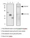 Adiponectin, C1Q And Collagen Domain Containing antibody, LS-C93702, Lifespan Biosciences, Western Blot image 