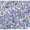 CD86 antibody, LS-C669039, Lifespan Biosciences, Immunohistochemistry frozen image 