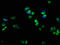 RAB33A, Member RAS Oncogene Family antibody, LS-C377306, Lifespan Biosciences, Immunofluorescence image 