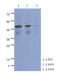 Cytokine receptor-like factor 2 antibody, LS-C200854, Lifespan Biosciences, Western Blot image 