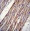 Potassium Voltage-Gated Channel Subfamily J Member 8 antibody, LS-C165436, Lifespan Biosciences, Immunohistochemistry frozen image 