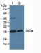 Serine Peptidase Inhibitor, Kunitz Type 2 antibody, abx131125, Abbexa, Western Blot image 