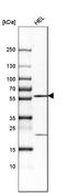 Cilia And Flagella Associated Protein 45 antibody, HPA043618, Atlas Antibodies, Western Blot image 