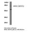 Ribosomal Protein S6 Kinase A5 antibody, LS-C176428, Lifespan Biosciences, Western Blot image 