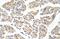 Phenylalanyl-TRNA Synthetase 2, Mitochondrial antibody, A08442, Boster Biological Technology, Immunohistochemistry frozen image 