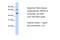 TO antibody, A07526, Boster Biological Technology, Western Blot image 