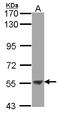 Ectonucleoside Triphosphate Diphosphohydrolase 3 antibody, LS-B10770, Lifespan Biosciences, Western Blot image 