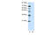 Apoptosis Inducing Factor Mitochondria Associated 1 antibody, 29-208, ProSci, Western Blot image 