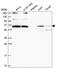 WW Domain Binding Protein 11 antibody, HPA039710, Atlas Antibodies, Western Blot image 