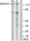 Nuclear Export Mediator Factor antibody, LS-C118697, Lifespan Biosciences, Western Blot image 