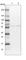 Chromosome 12 Open Reading Frame 4 antibody, HPA037871, Atlas Antibodies, Western Blot image 